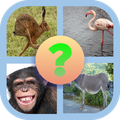 QuickApp Ninja - Game Animals Answers
