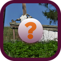 QuickApp Ninja - Game Learn Animals Names Answers